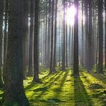 Строить на землях лесного фонда запретят
